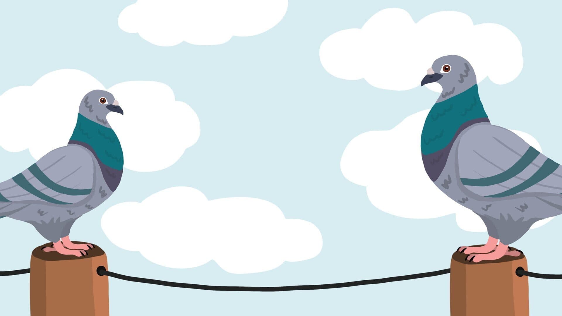 The Pigeon P