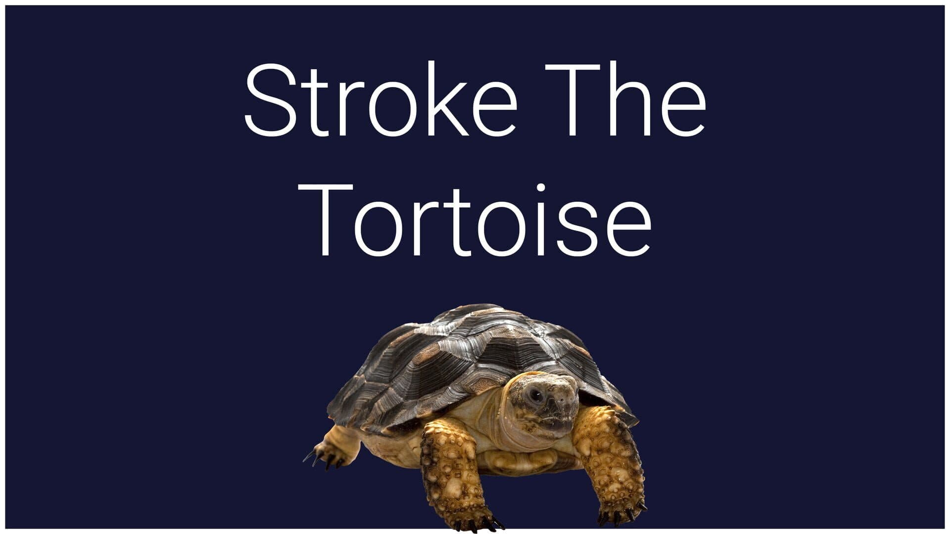 اسکرین‌شات Stroke the Tortoise - 1