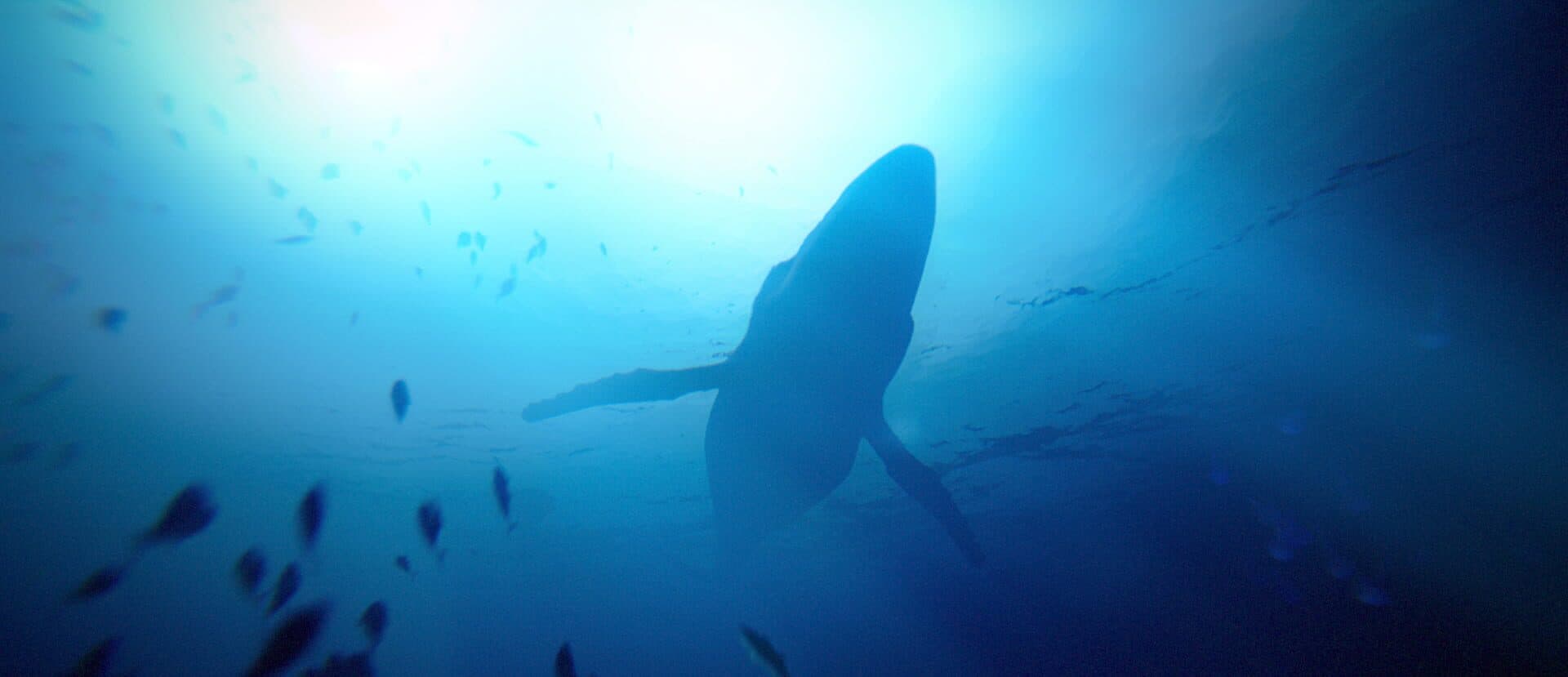 Under the Waves screenshot 5