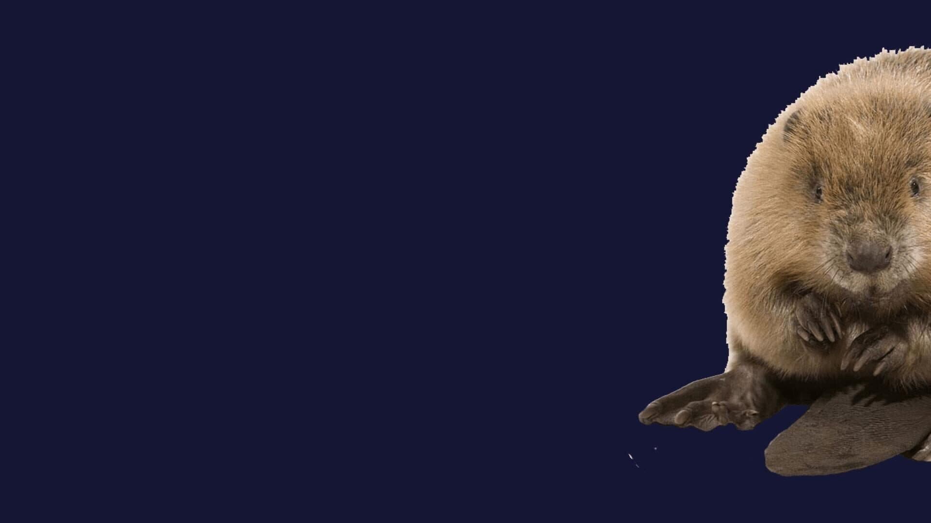 اسکرین‌شات Stroke The Beaver - 1
