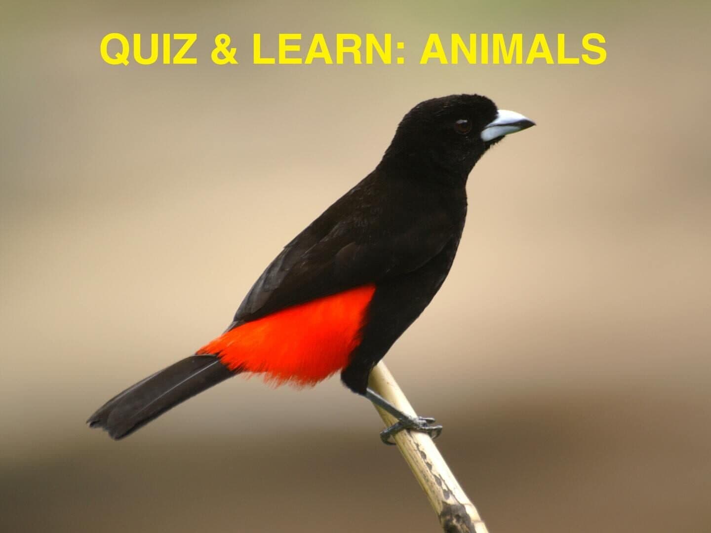 Quiz & Learn: Animals