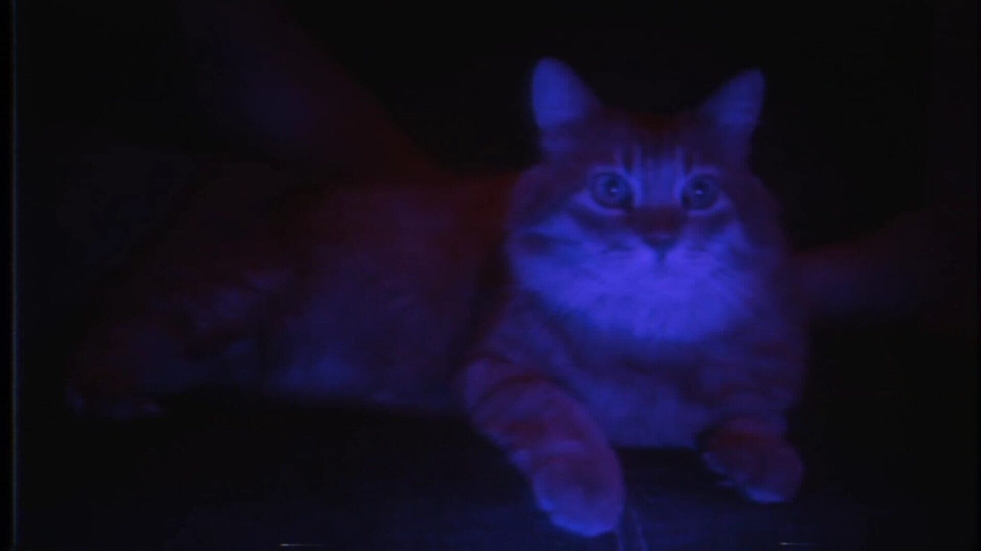 Puss! screenshot 10