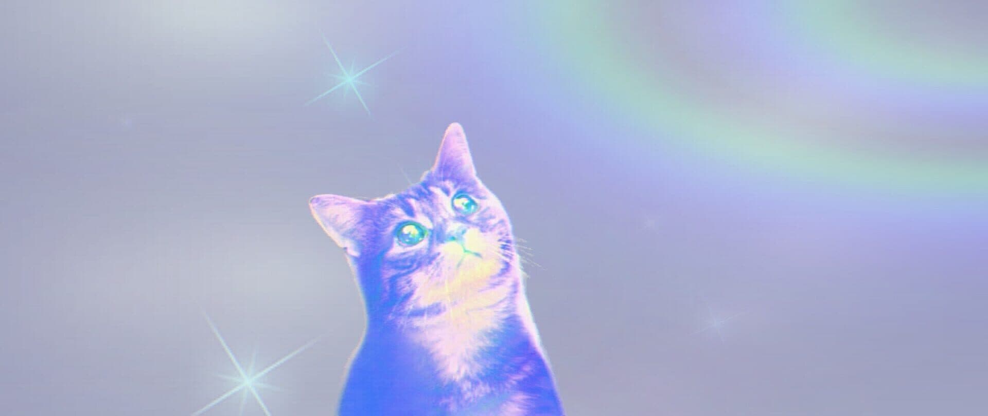 Puss! screenshot 8