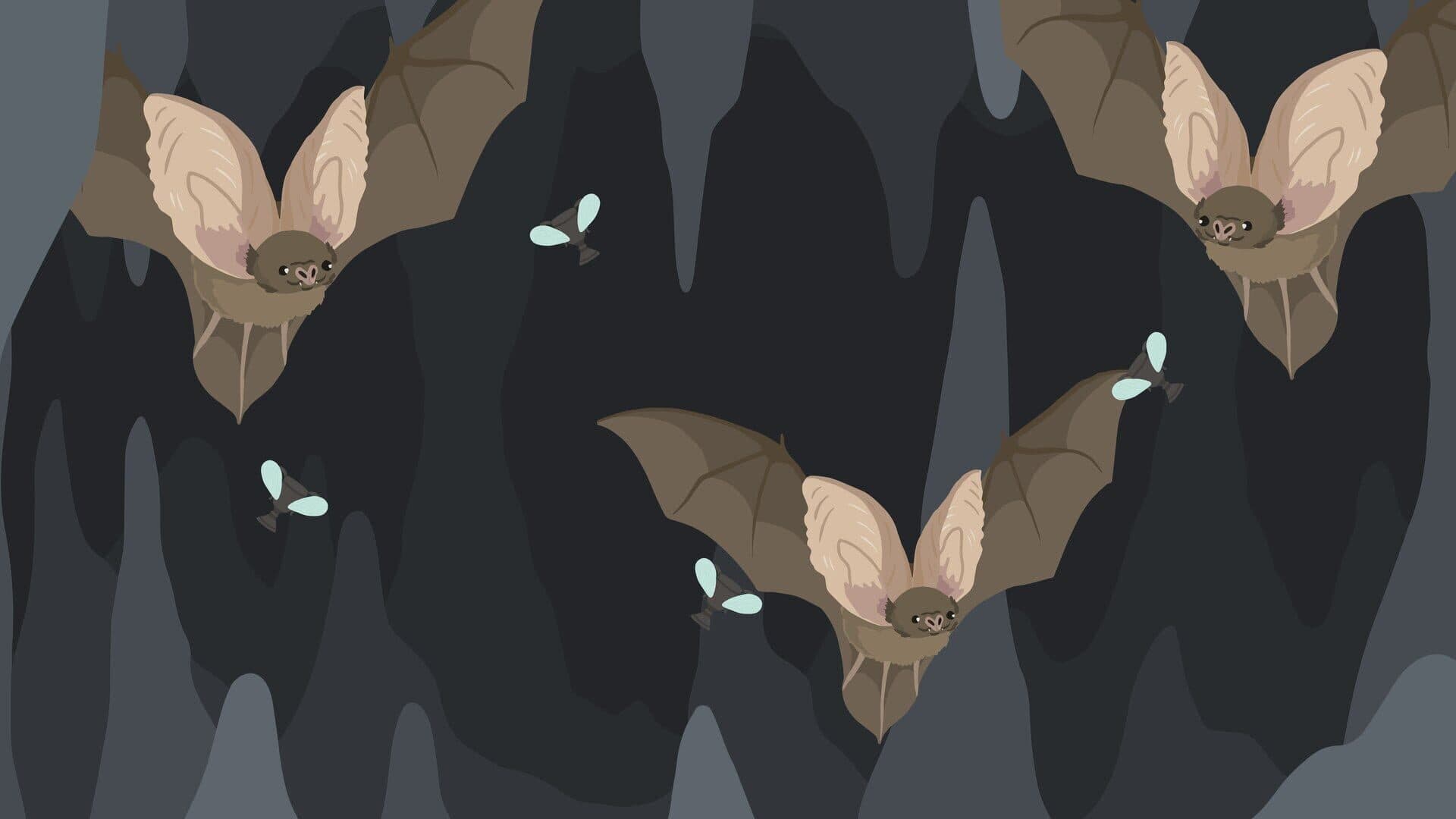 The Bat D
