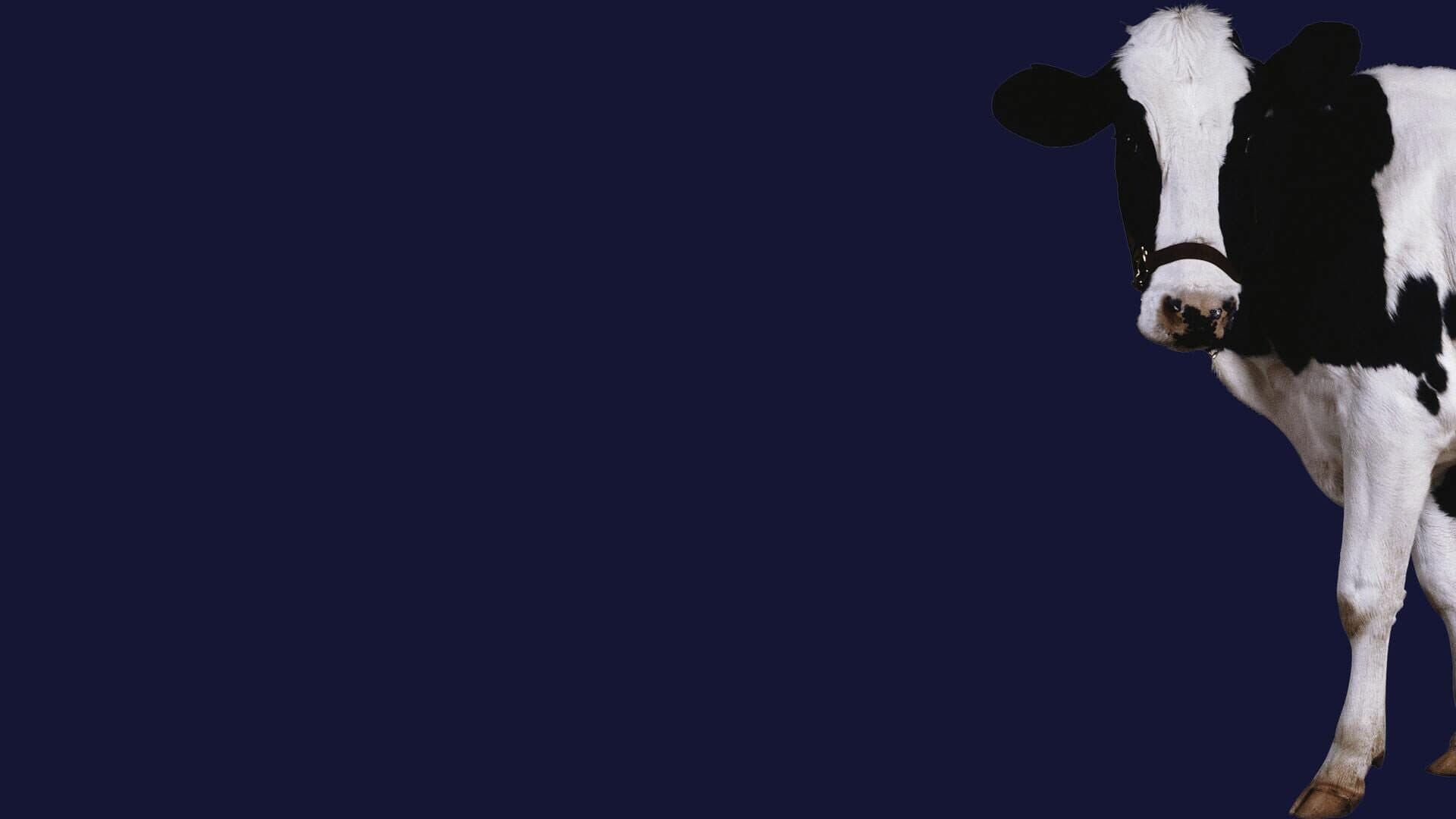 Stroke the Cow