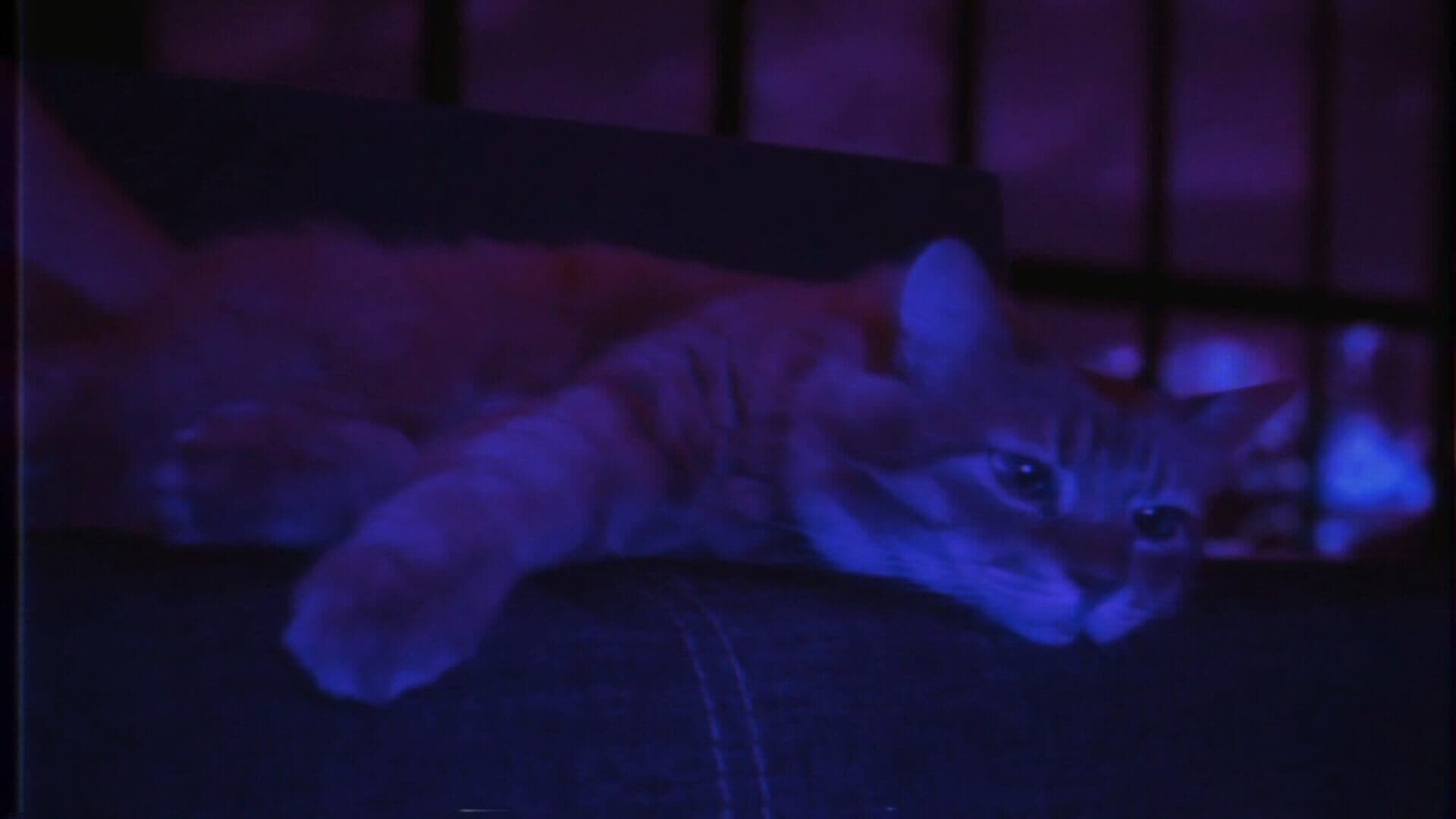 Puss! screenshot 6